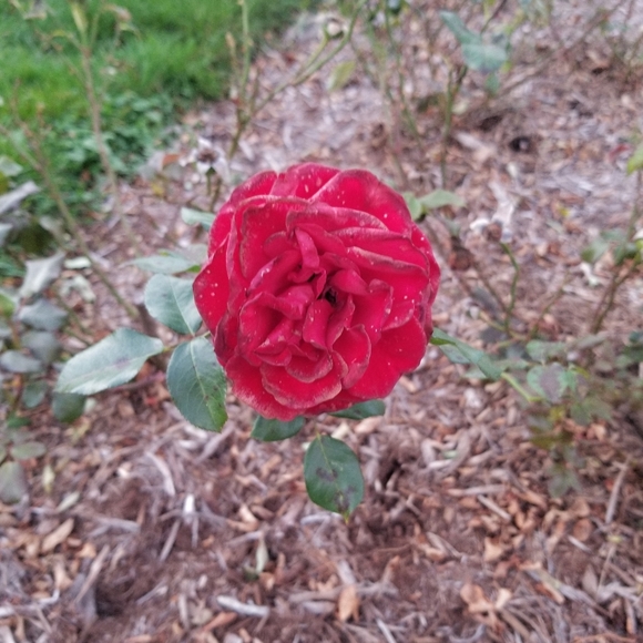 Meet The Posher - Picture 4 of 5